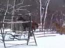 horses gsm