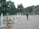 FOR SALE - Meduim Pony (Flatting)