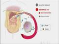 videos de Your Diabetes Cure  -  yourdiabetescure.com