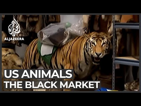 black market - The smuggling of protected wildlife into the US is a multi-billion dollar trade.