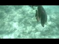 Maldives Bandos Underwater Videos