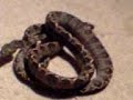 My new Amazon tree boa - \"Halloween Phase\" My new Amazon tree boa - \"Halloween Phase\"