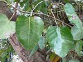 Bodhi Tree - Figuier des pagodes