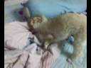 Cooper da Lipas