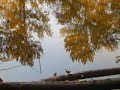 American Dipper - dips and dances on a log