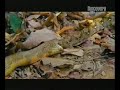 KING COBRA VS PYTHON KING COBRA VS PYTHON