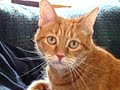 kneading cat