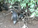 Penguins nesting