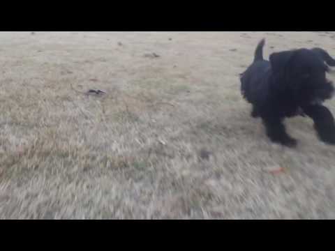 Jax is loving Christmas and running around tree playing with our 2 year old