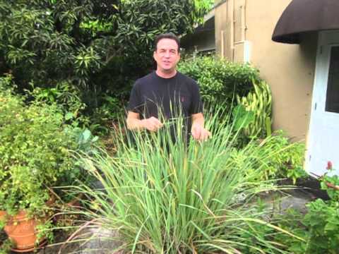 how to fertilize lemongrass