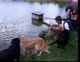 Labrador puppies - family 