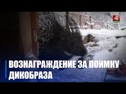 Одного поймали, на второго объявили «План перехват!» и даже вознаграждение. На Гомельщине ищут сбежавшего дикобраза Стёпу видео