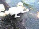 Lacey Doodle at Keuka Lake Lacey Doodle at Keuka Lake