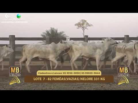 514� LEIL�O VIRTUAL MB LEIL�ES