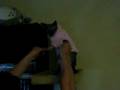 videos de Dancin' Bellatrix