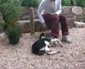 Mia otra Galga en busca de una oportunidad