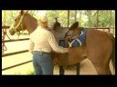 Basic Horsemanship : How to Saddle a Horse