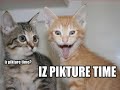 Very Funny Cats 60