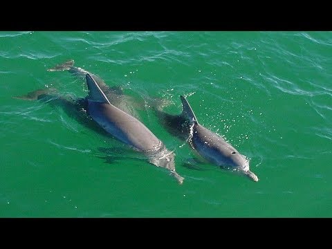 Can Dolphins Recognize Other Dolphins after Decades Apart? - Exiciting Research! - JDV Reports
