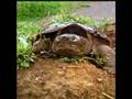 TORTOISE LAYING EGGS, PROTECTACOW SANCTUARY 6.03.07