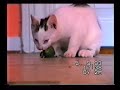 cat-eating-cucumber.html