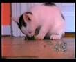 Cat Eating Cucumber