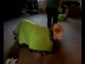 Jesse the Knightly dog