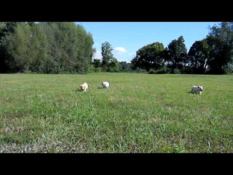 Chubby Lab Puppies Running – Buc~A~Buc Farm