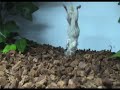 Probing for Death Adders