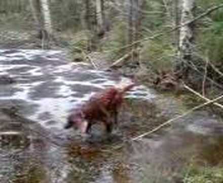 Irish Setter Dog Falls Into Frozen Pond