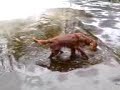 Irish Setter Dog Falls Into Frozen Pond