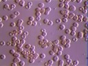 Blood cells Blood cells