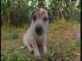 DCH puppies on Creature Features 
