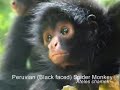 Along the Andes: Part 8 (The Amazon Rainforest)