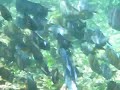 Snorkeling West Bay part 4, Roatan, Honduras