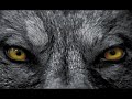 KAZY DRUMMING WOLF! KAZY DRUMMING WOLF!