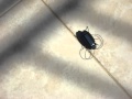 (uploaded by Idan1234)&nbsp;Novel Solar Powered Cockroach Review