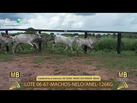 525� LEIL�O VIRTUAL MB LEIL�ES