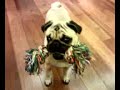 younger pug Nelson