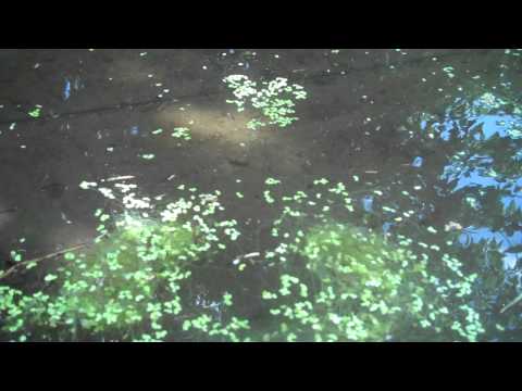 how to grow duckweed for feed