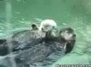 cute otters