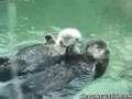 cute otters