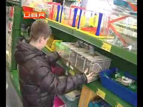 Как выбрать клетку для грызунов