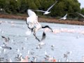 Telmo Viajes.wmv