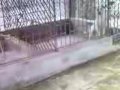 Rott (weiller) and Pitt (bull)