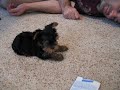 Tiny Teacup Yorkie - www.yorkiecuties.com - video #5
