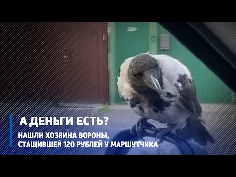 Ворона в Гомеле украла у водителя маршрутки приличную сумму денег. Пообщались с ее бывшим хозяином видео