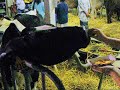 Cow eating french fries