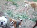 todos nuestros huespedes jugando