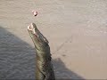 Jumping crocodiles